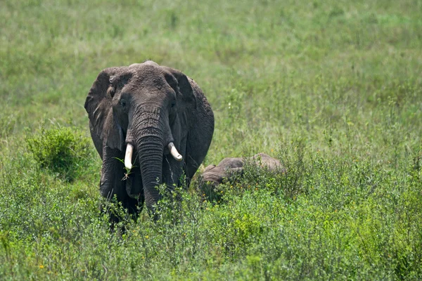 Elefante africano fêmea com uma cria — Fotografia de Stock