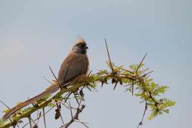 Benekli mousebird 