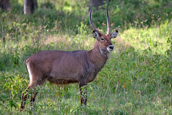 Waterbuck — Foto Stock