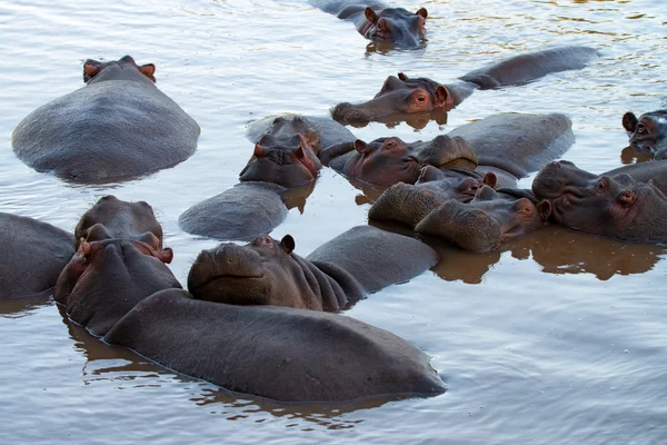 Hipopotamy — Zdjęcie stockowe