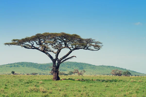 Savannah. — Foto de Stock