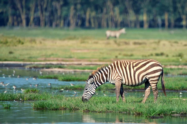 Zebra at watering place — Stock Photo, Image