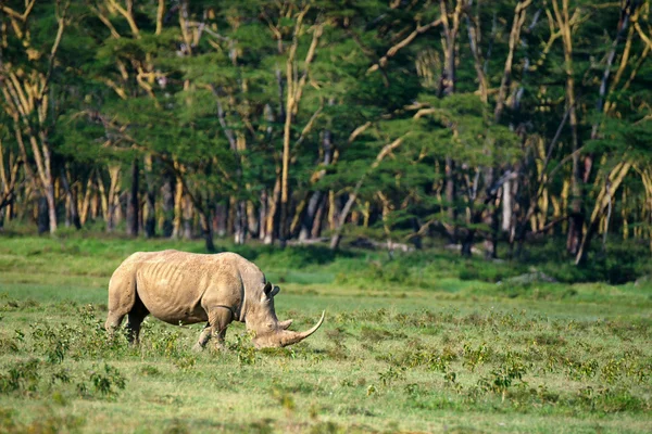 White rhino — Zdjęcie stockowe