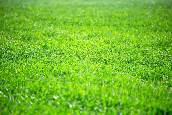 Grass background — Stock Photo, Image