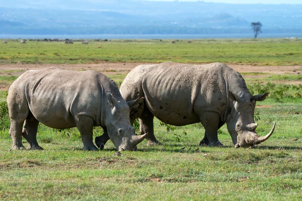 Dwa białe nosorożce — Zdjęcie stockowe