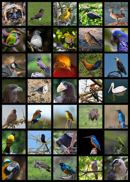 Birds — Stock Photo, Image