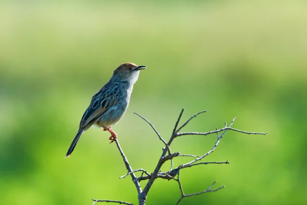 Lindrande cisticola — Stockfoto