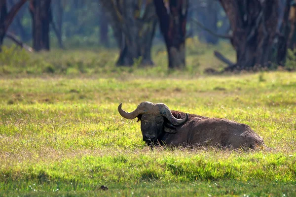 Búfalo africano —  Fotos de Stock