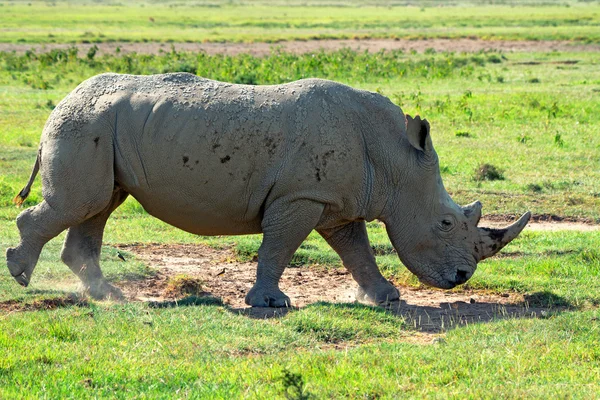 White rhino — Zdjęcie stockowe