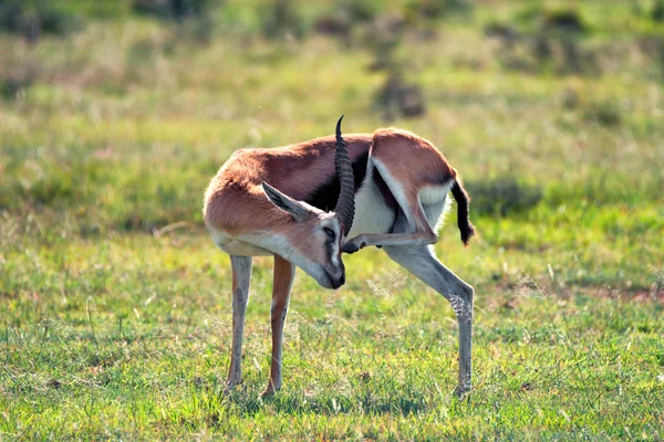 Wild Thompson's gazelle — Stock Photo, Image