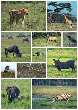 Afrika safarisi