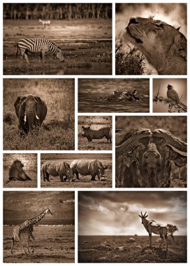 Afrika safari siyah ve beyaz