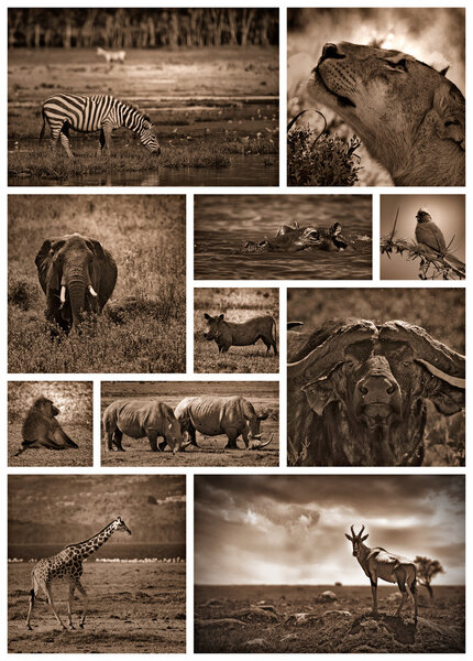 African safari black and white