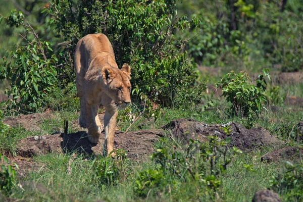 Lioness — Stock Photo, Image