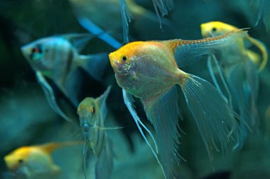 Freshwater angelfish clipart