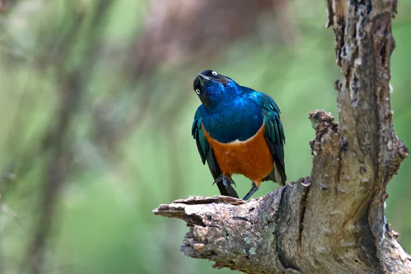 Exotischer afrikanischer Vogel — Stockfoto