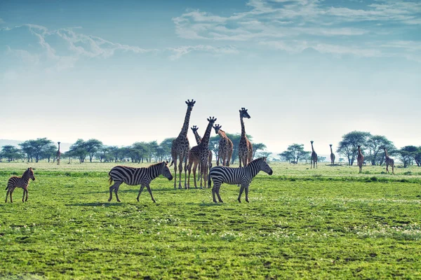 Savana.