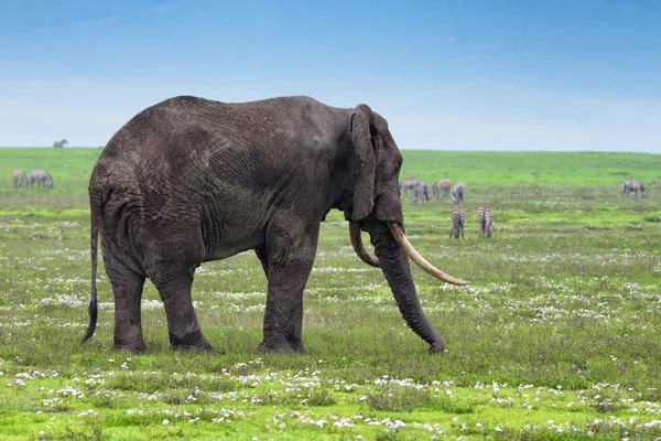 Elefante em Savannah — Fotografia de Stock