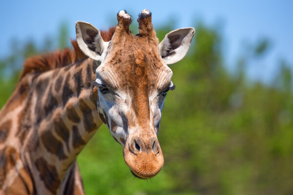 Closeup of giraffe