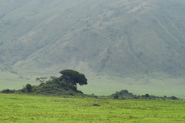在坦桑尼亚内戈罗恩戈罗火山口 — 图库照片