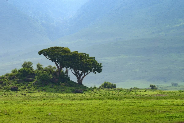 Inside Ngorongoro crater in Tanzania — Stock Photo, Image