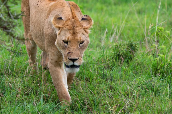 Närbild av lioness — Stockfoto