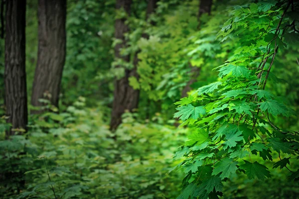 Floresta de bordo — Fotografia de Stock