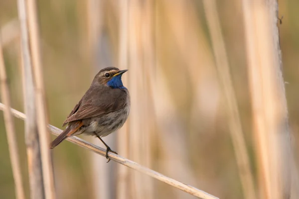 Blåhake — Stockfoto