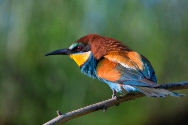 Avrupalı arı yiyici