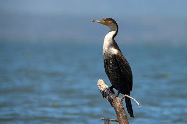 Ak göğüslü karabatak (Phalacrocorax lucidus)