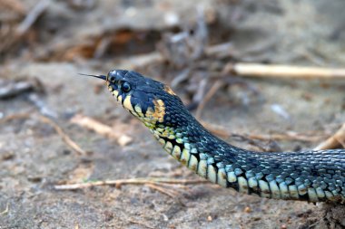 Yakın çekim çim yılan