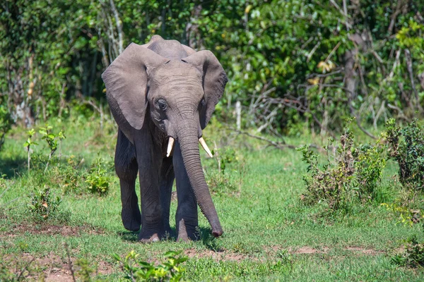 Elefante africano — Foto de Stock