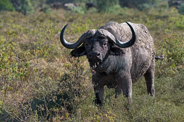 Африканські буйволи — стокове фото