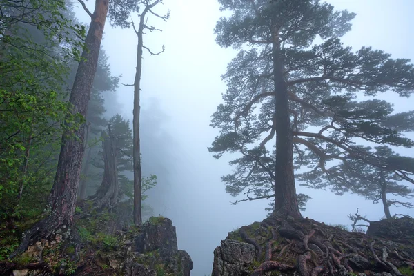 Fantasy foggy forest — Stock Photo, Image