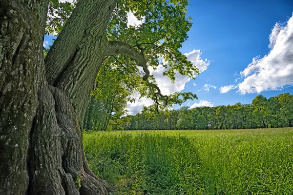 Meadow with oak tree