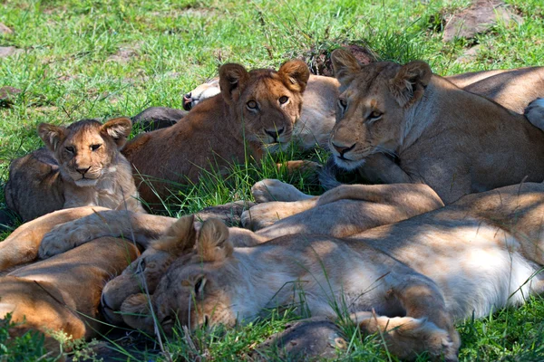 Leões orgulho — Fotografia de Stock
