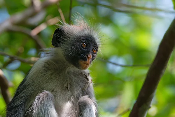 Red colobus — Zdjęcie stockowe