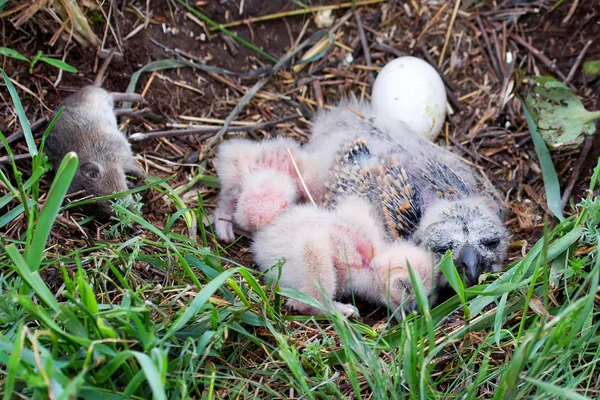 Nestlings of short-ear owl — стоковое фото