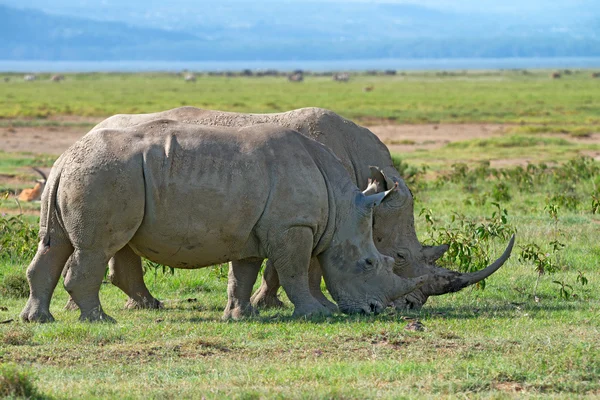 White rhinos — Stock Photo, Image