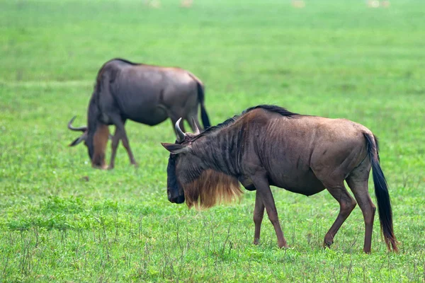 Gnu — Zdjęcie stockowe