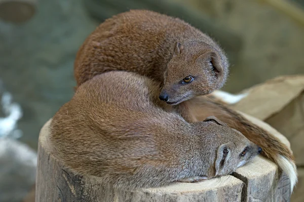 Gele mangoeste — Stockfoto