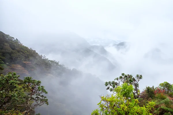 Forêt nuageuse — Photo