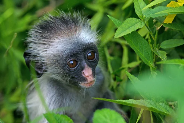 Baby aap — Stockfoto