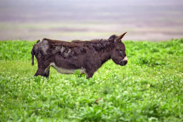 Donkey — Stock Photo, Image