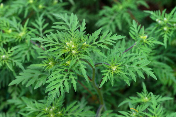 American common ragweed