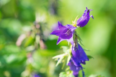 Karabiber bitki örtüsü