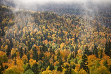 Panoramik manzara sonbahar orman