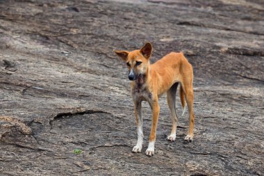Genç sıska kırmızı sokak köpeği