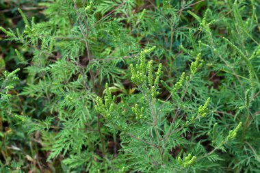 Amerikan ortak ragweed