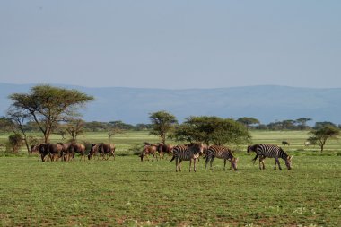 Beyaz Gergedan (Ceratotherium simum)